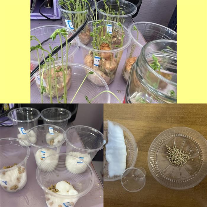 لذت علوم آزمایش دانه‌ی جادویی