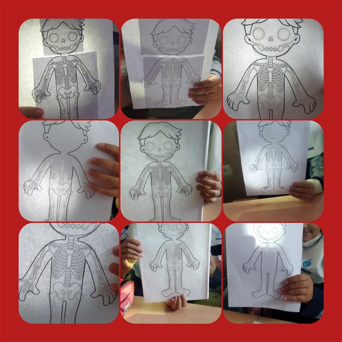 درس ۵ علوم پنجم دبستان (کتاب علوم تجربی پایهٔ پنجم)  «حرکت بدن»  با هدف آشنایی با اسکلت، عضلات، مفاصل و انواع حرکت در بدن انسان می‌پردازد